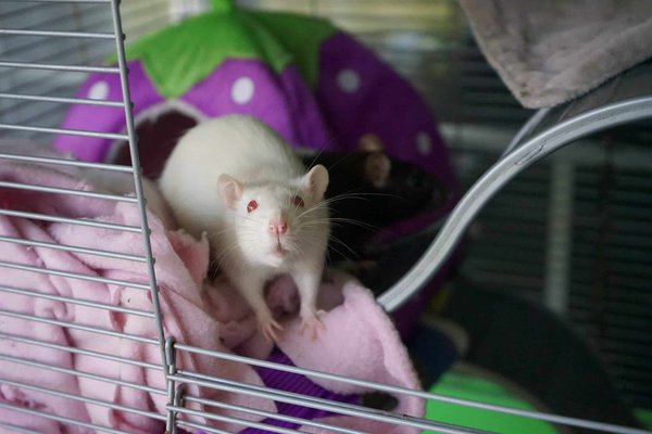 How to choose the right type of mouse or rat as a pet?